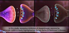 Wake up dormant dopaminergic neurons to reverse Parkinson’s disease 사진