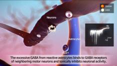 Diaschisis after stroke through astrocytic GABA 사진