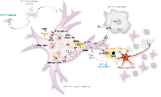 Overly reactivated star-shaped cells explain the unpredictability of Alzheimer’s disease 사진