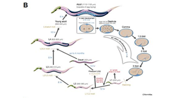 “Cutting to Survive”: How Cells Remove DNA Bridges at the Last Moment image