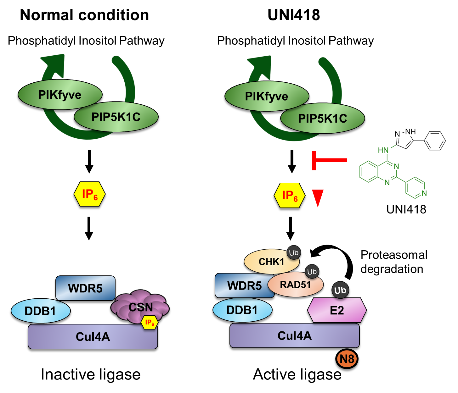 Scientists Discover a New Way to Make Drug-Resistant Cancer Treatable Again image