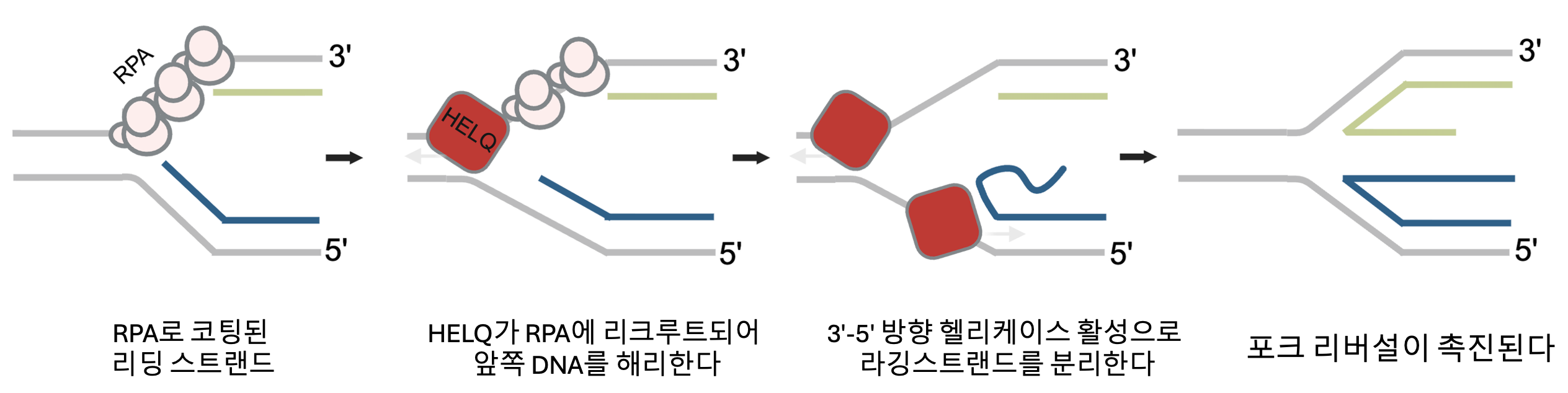 Scientists Reveal How Cells “Back Up” DNA Replication to Survive Severe Damage image