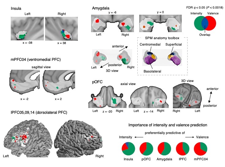 Reading Pleasure and Pain from the Brain 사진