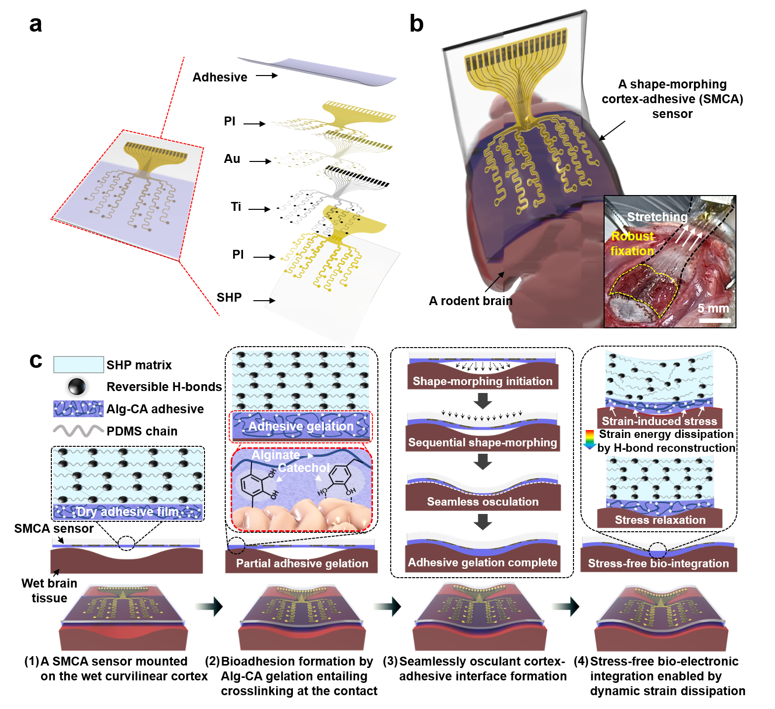 Adhesive Cortical Device Enables Artifact-Free Neuromodulation for Closed-loop Epilepsy Treatment 사진