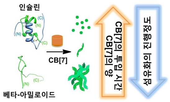 [Korean Media]Supramolecular Inhibition of Amyloid Fibrillation by Cucurbit[7]uril