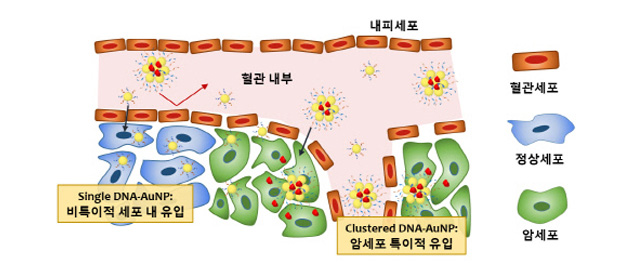 [Korean Media]i-Motif-Driven Au Nanomachines in Programmed siRNA Delivery for Gene-Silencing and Photothermal Ablation 사진