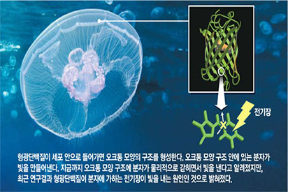 [IBS CSC] 국내연구진, 해파리 `발광원리` 찾아냈다 사진