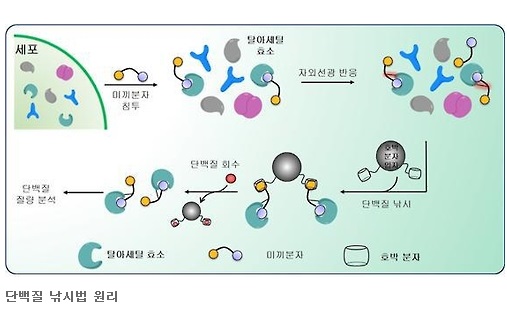 '특정단백질만 낚아 암 치료한다'…고순도 분리·정제기술 개발