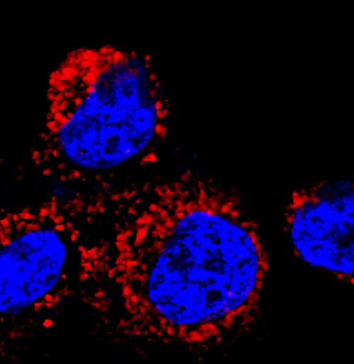 세포 내 단백질 더 쉽게 살핀다…염색 신기술 개발 사진