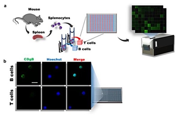 IBS, 살아있는 B세포만 골라낸다…형광분자 개발 사진