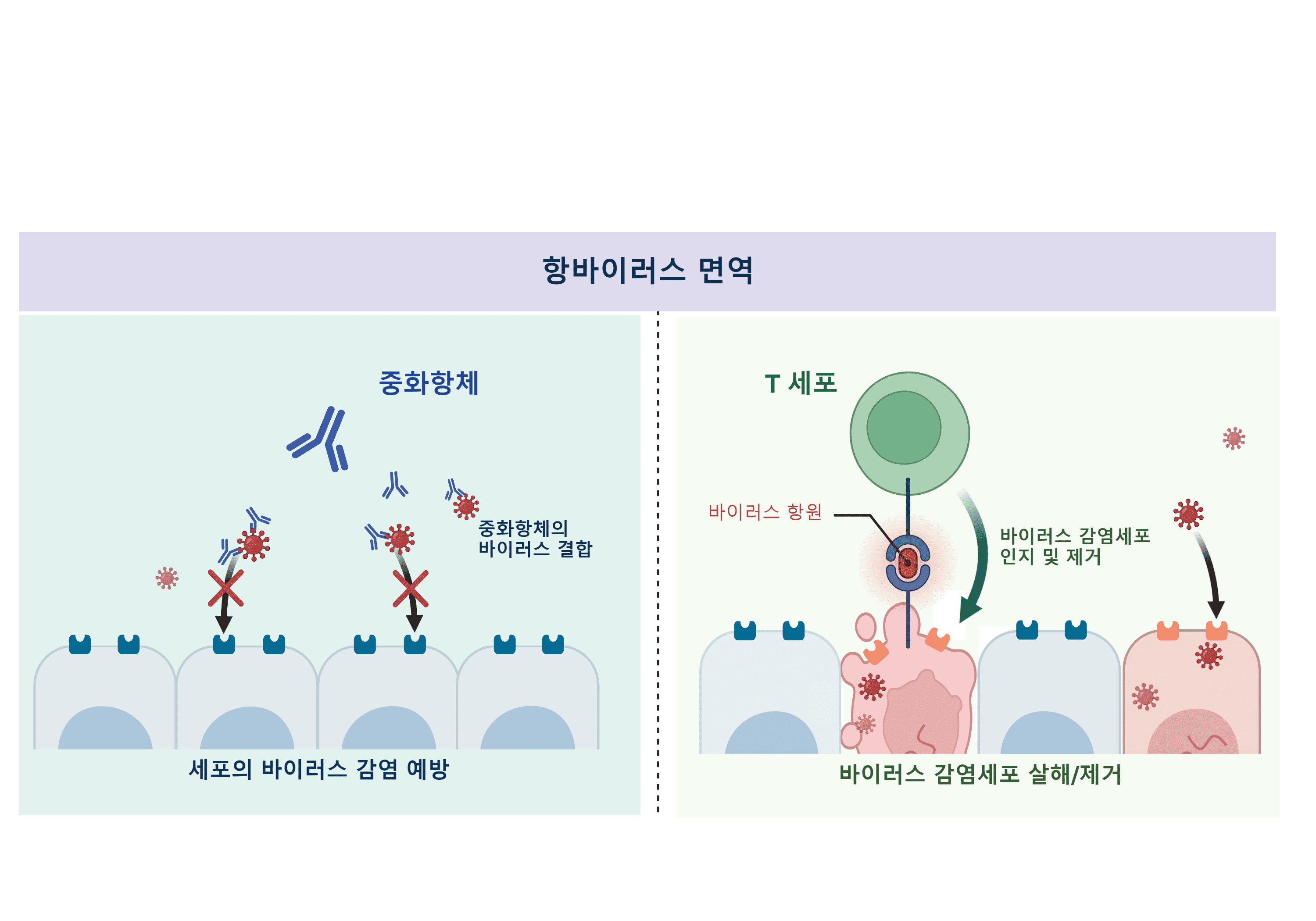 백신이 만든 기억 T세포, 오미크론에 강한 면역반응 사진