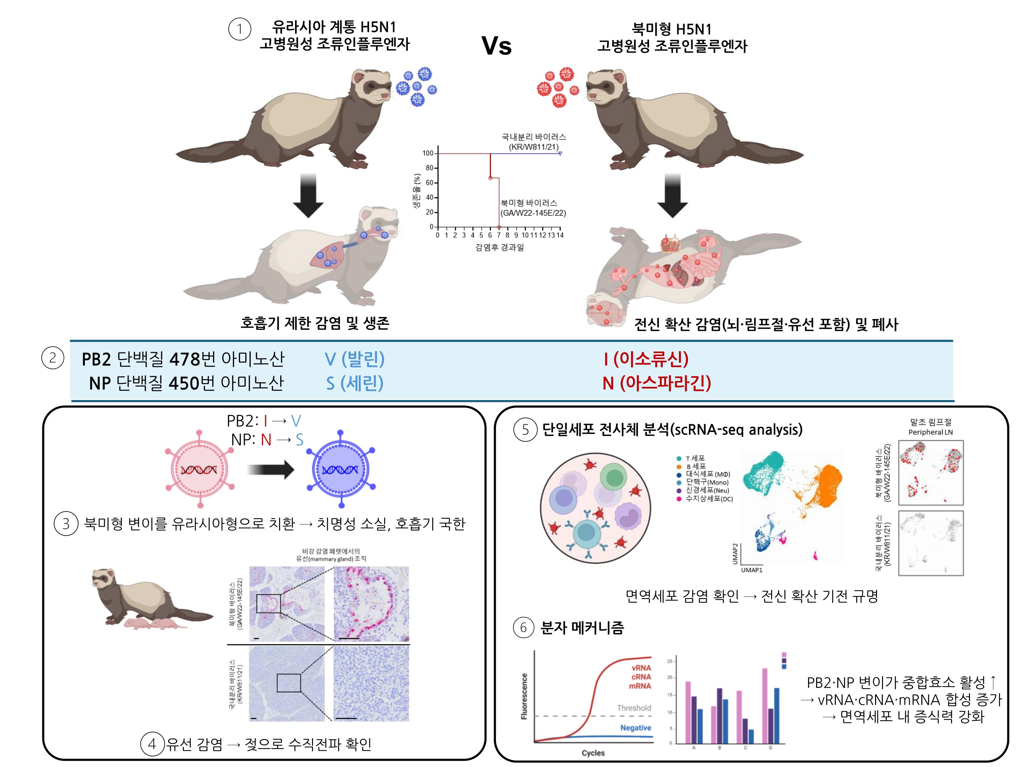 [Press Release] PB2 and NP of North American H5N1 virus Drive Immune Cell Replication and Systemic infections 사진