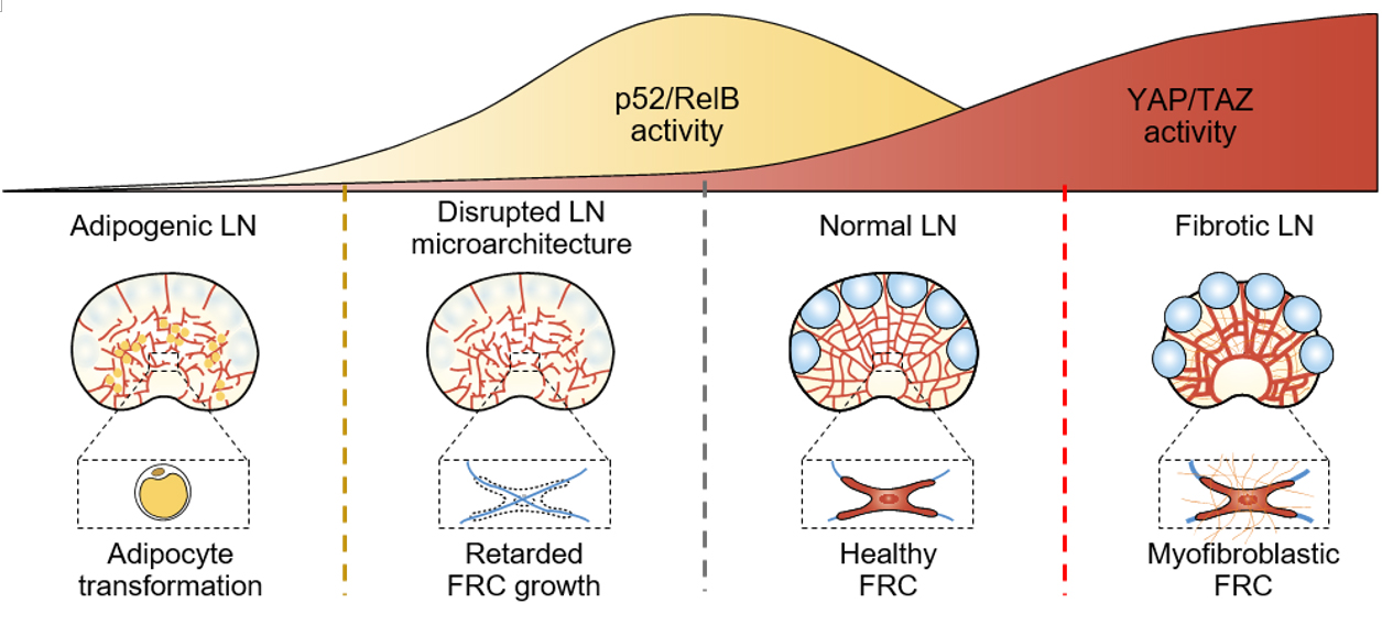 Researchers unveil how stromal cells in the lymph node regulate immune response 사진