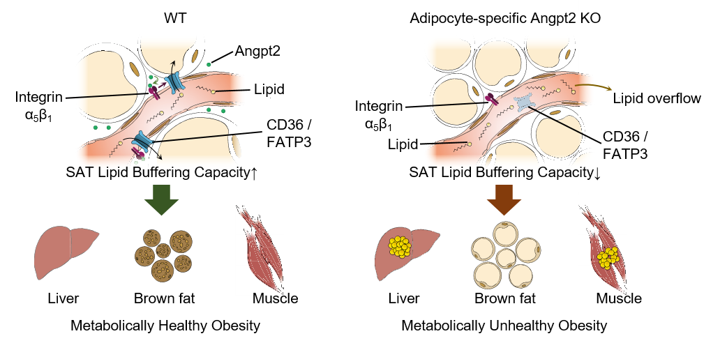 Endothelial-to-adipocyte fatty acid transport determines metabolic health 사진