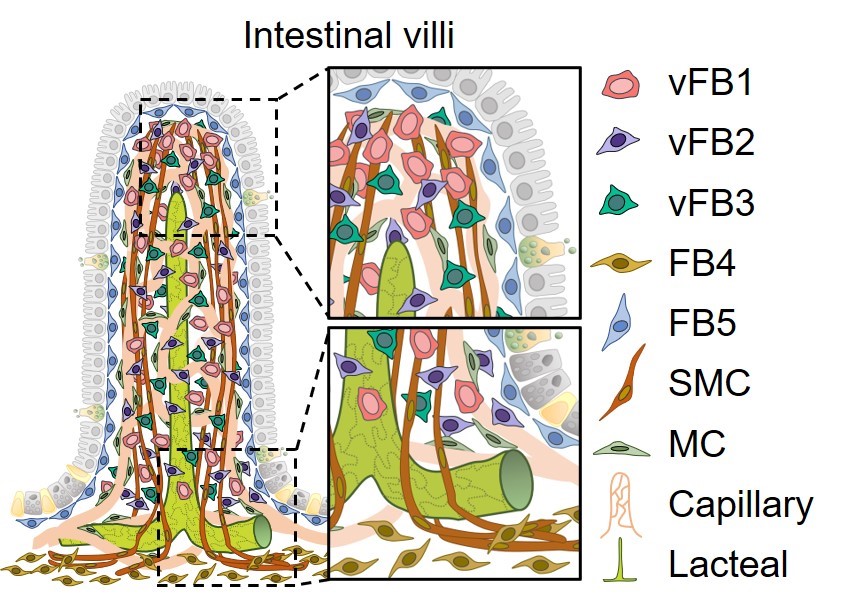 Newly identified gut cells nurture lymph capillaries 사진