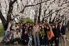 Cherry blossom in KAIST, 2018