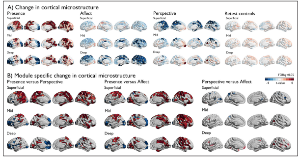 Functional and microstructural plasticity following social and interoceptive mental training 이미지