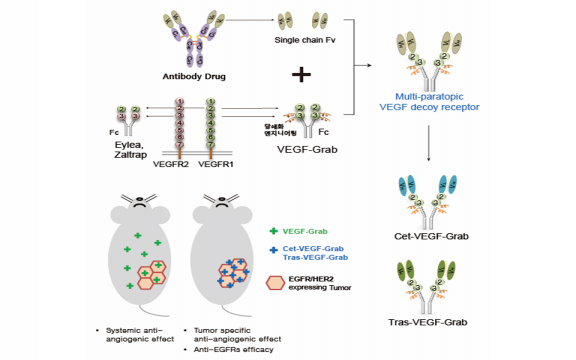 Multi-paratopic VEGF decoy receptor have superior anti-tumor effects through anti-EGFRs and targeted anti-angiogenic activities.