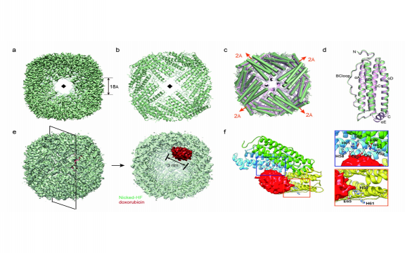 Four-fold Channel-Nicked Human Ferritin Nanocages for Active Drug Loading and pH-Responsive Drug Release.