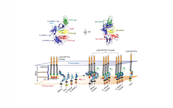 LAR-RPTP Clustering Is Modulated by Competitive Binding between Synaptic Adhesion Partners and Heparan Sulfate.