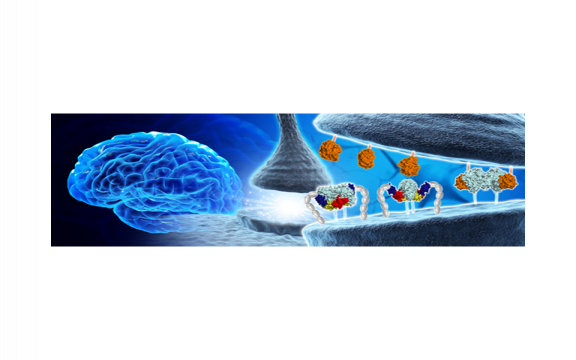 Structural Insights into Modulation of Neurexin-Neuroligin Trans-synaptic Adhesion by MDGA1/Neuroligin-2 Complex.