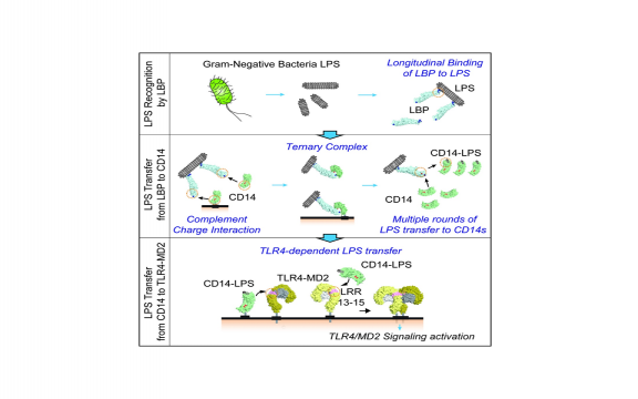 Reconstruction of LPS Transfer Cascade Reveals Structural Determinants within LBP, CD14, and TLR4-MD2 for Efficient LPS Recognition and Transfer.