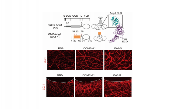 A Designed Angiopoietin-1 Variant, Dimeric CMP-Ang1 Activates Tie2 and Stimulates Angiogenesis and Vascular Stabilization in N-glycan Dependent Manner.