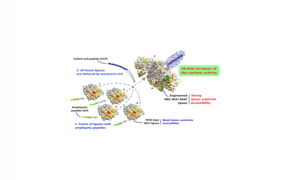 Recombinant Lipase Engineered with Amphipathic and Coiled-Coil Peptides.
