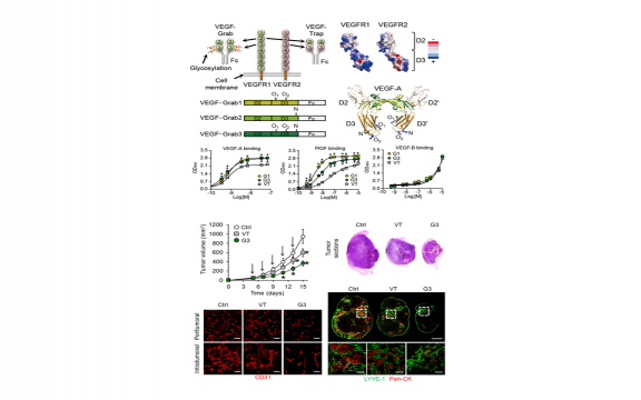 Novel Glycosylated VEGF Decoy Receptor Fusion Protein, VEGF-Grab, Efficiently Suppresses Tumor Angiogenesis and Progression.