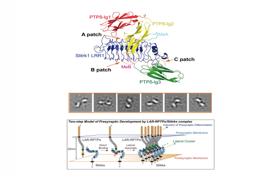 Structural basis for LAR-RPTP/Slitrk complex-mediated synaptic adhesion.
