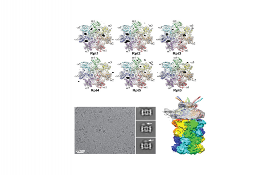 Reconfiguration of the proteasomeduring chaperone-mediated assembly.