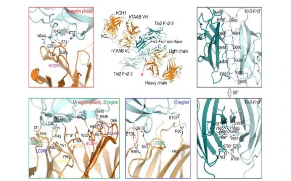 Structural insights into the clustering and activation of Tie2 receptor mediated by Tie2 agonistic antibody.