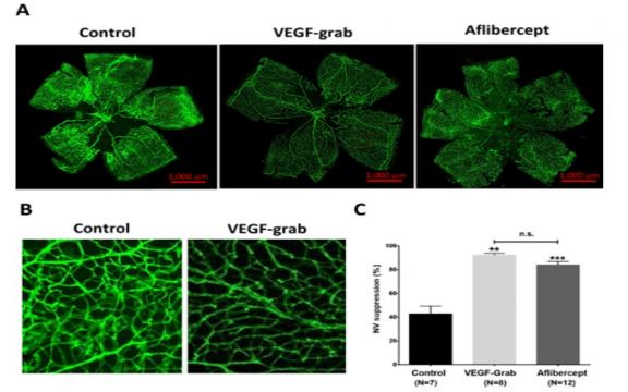 Preclinical efficacy and safety of VEGF-Grab, a novel anti-VEGF drug, and its comparison to aflibercept.