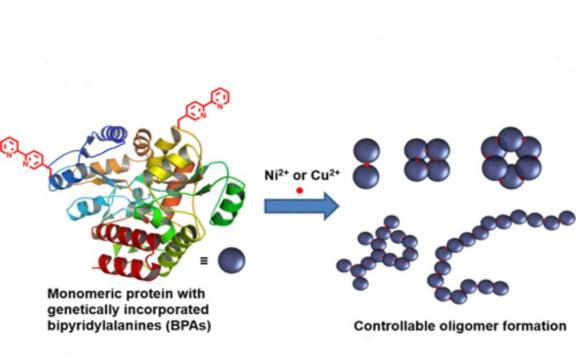 Metal-Mediated Protein Assembly Using a Genetically Incorporated Metal-Chelating Amino Acid.