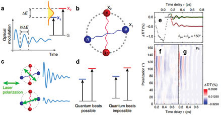 Figure 2. (a), Schematic of ultrafast quantum beat. (b), Schematic of exciton anisotropy. (c), Polarization-resolved control of excitonic quantum beats. (d), Condition for the ultrafast quantum beat. The ground state between two transitions must be shared. (e), Pump-probe transmission data for time delay. (f,g), Polarization-resolved differential transmission (f), and corresponding fit (g).