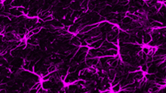  virus image 1