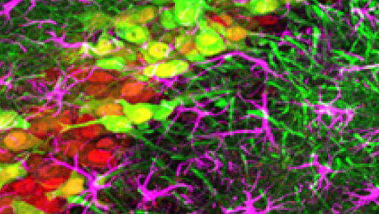  virus image 4