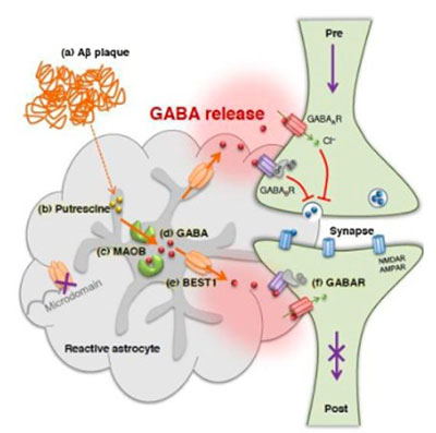 GABA synthesis and release from glia