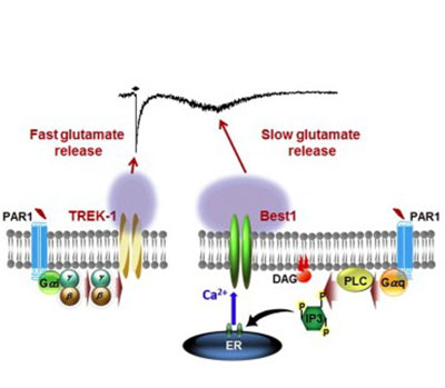 The molecular mechanism of glutamate and d-serine release from glia