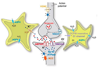 Astrocytic volume transient and brain plasticity
