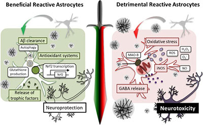 Reactive gliosis and neurodegeneration