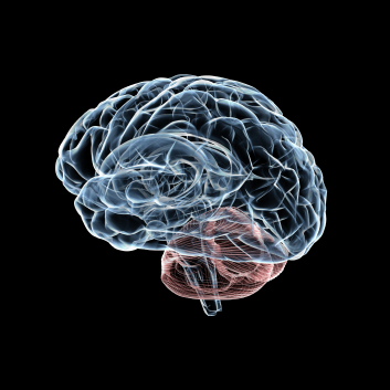 Learning and Memory Group