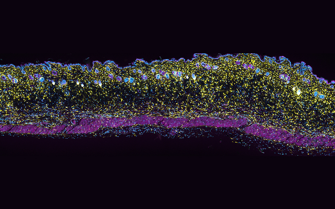 유전체 관련 이미지03