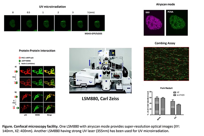 Figure.Confocal microscopy facility. One LSM880 with airyscan mode provides super-resolution optical images (XY: 140nm, XZ:400nm). Another LSM880 having strong UV laser (355nm) has been used for UV microirradiation.