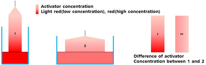 Comparison of concentration between conventional growth method (1) and CUP’s growth method (2)