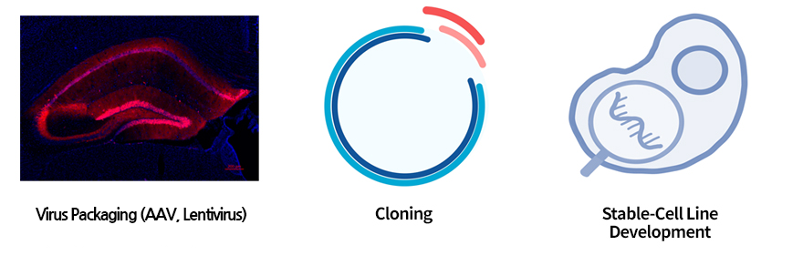 Virus Pakcaging(AAV, Lentivirus), Cloning, Stable-Cell Line Development images