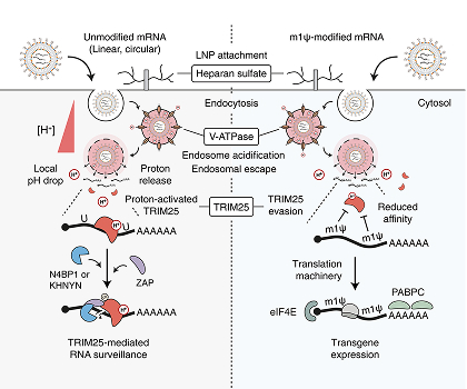 Innate immune responses against mRNA vaccine promote cellular immunity through IFN-β at the injection site​